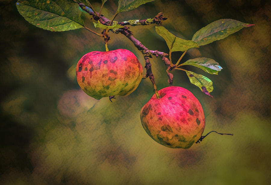 Red Apples Photograph by Carl Simmerman