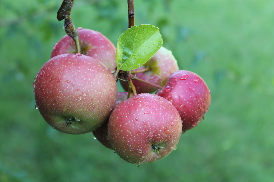 Apple Photograph - Red Apples by Nieves Egelkraut