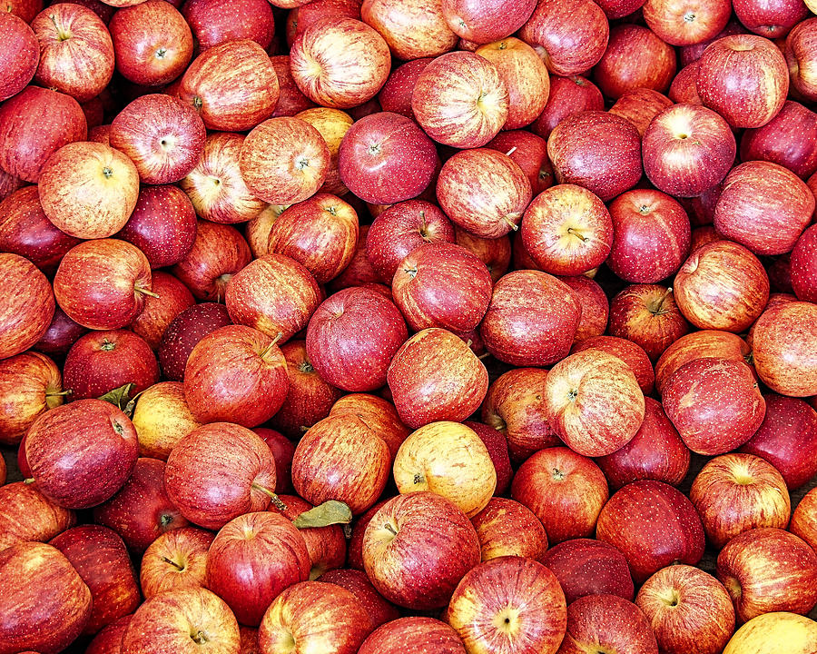 Red Apples Photograph by Scott Olsen