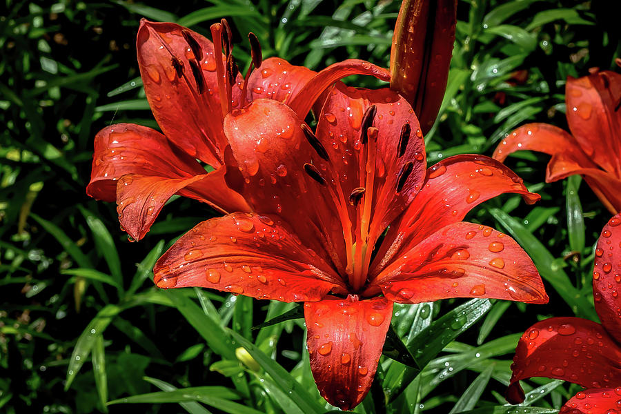 Red Asian Lily with Waterdrops Digital Art by Ed Stines