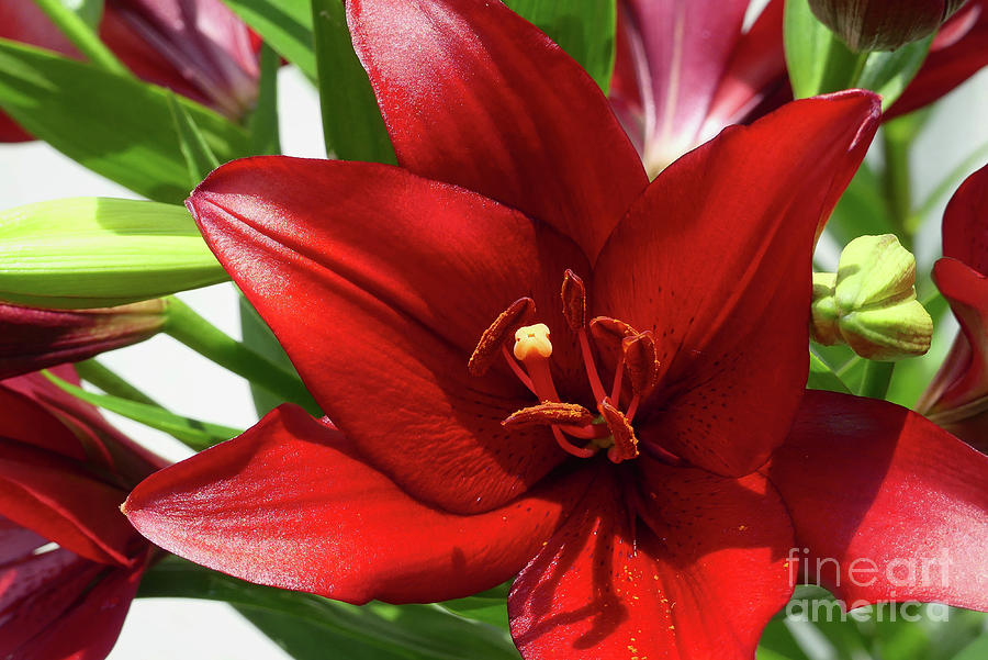 Red Asiatic Lily Photograph by Amy Dundon
