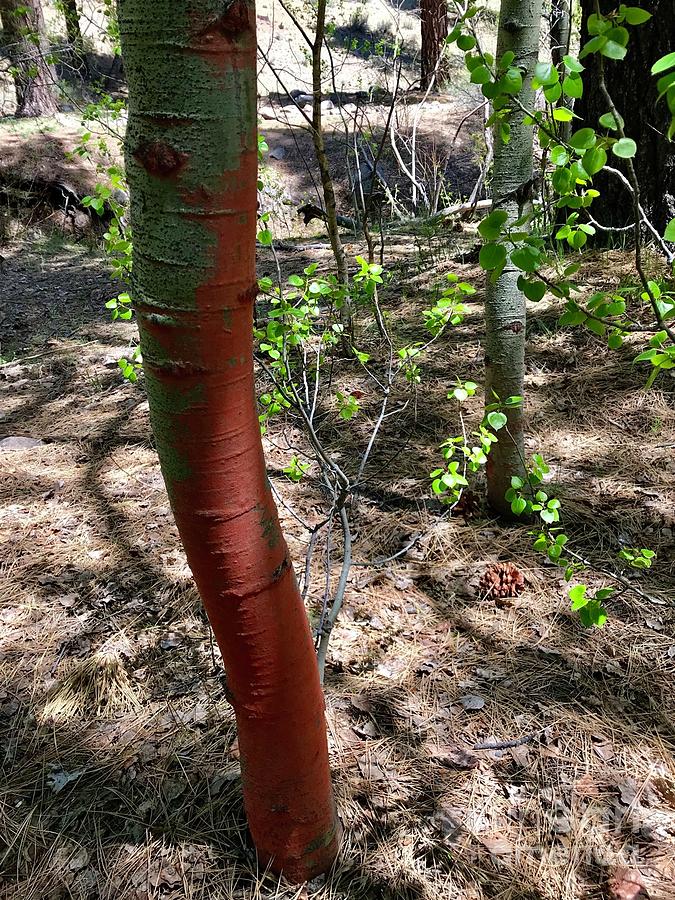 Red Aspen Photograph by Becky Miller - Fine Art America