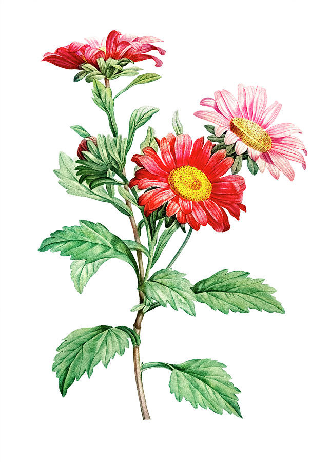 Red Aster Drawing