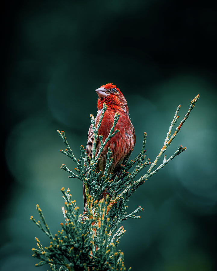 Red Atop Evergreen Photograph by Rich Kovach