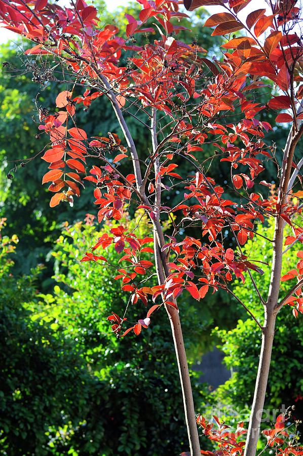 Red autumn fall leaves of a young Crepe Myrtle, Lagerstroemia in Photograph by Milleflore Images