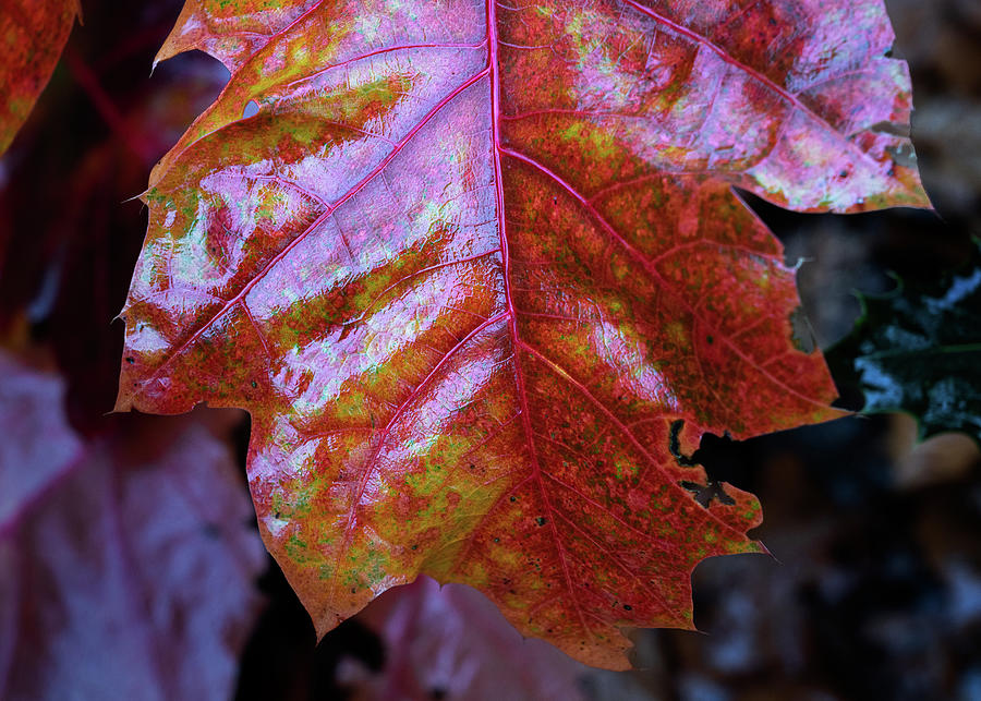Red autumn leaf Photograph by Anges Van der Logt