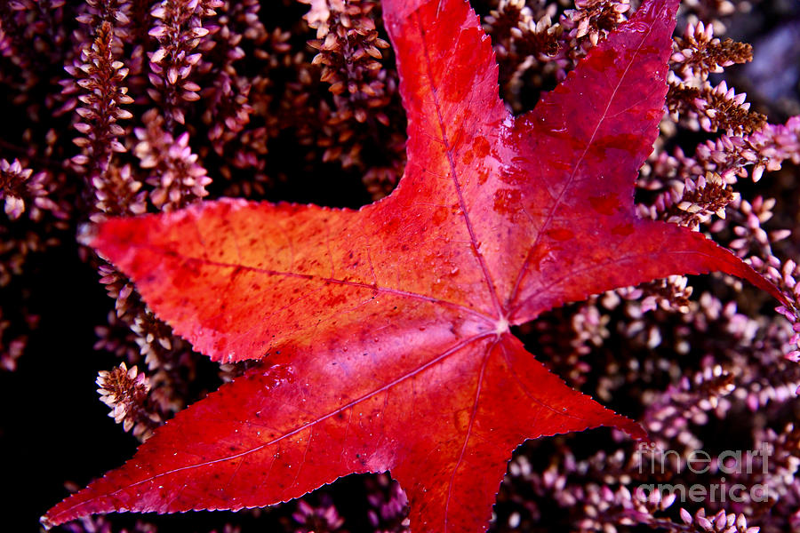 Red Autumn Leaf on Pink Heather Photograph by Debra Banks
