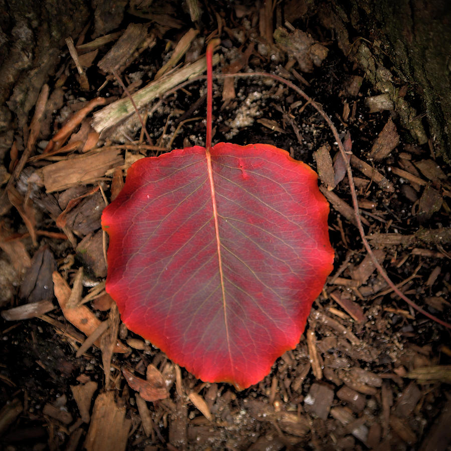 Red Autumn Leaf, Patchogue Photograph by Steve Gravano
