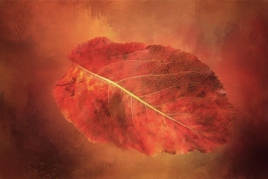 Red Autumn Leaf Digital Art by Terry Davis