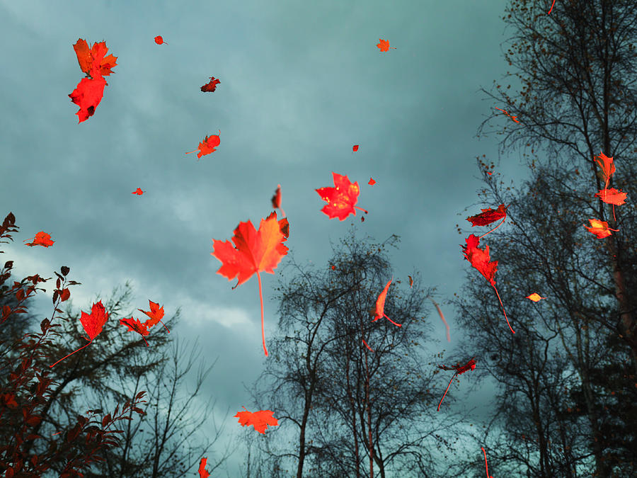 Red autumn leaves falling in the woods Photograph by Henrik Sorensen