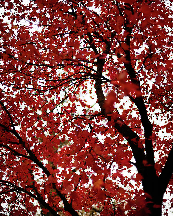 Red Autumn Leaves Photograph by John Unwin