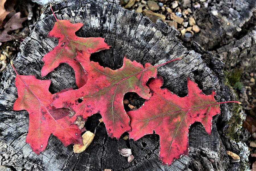 Fall Photograph - Red Autumn Leaves by Kim Bemis