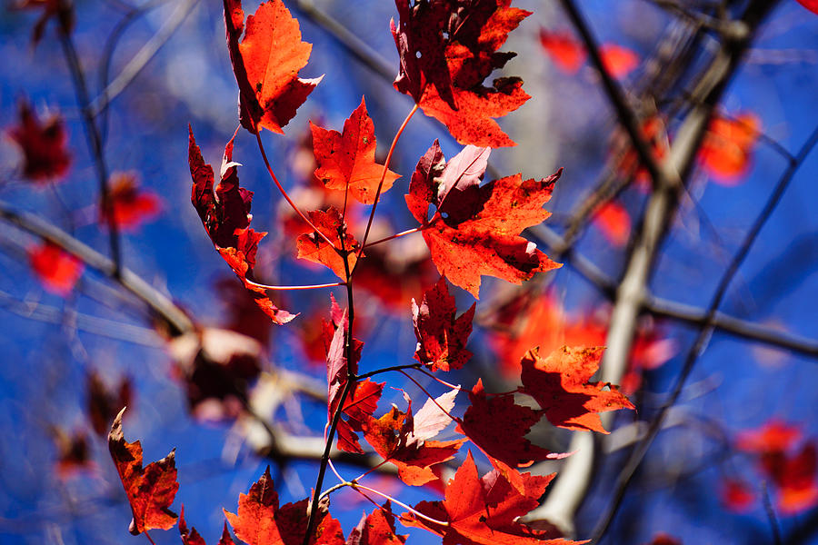 Red Autumn Leaves Photograph