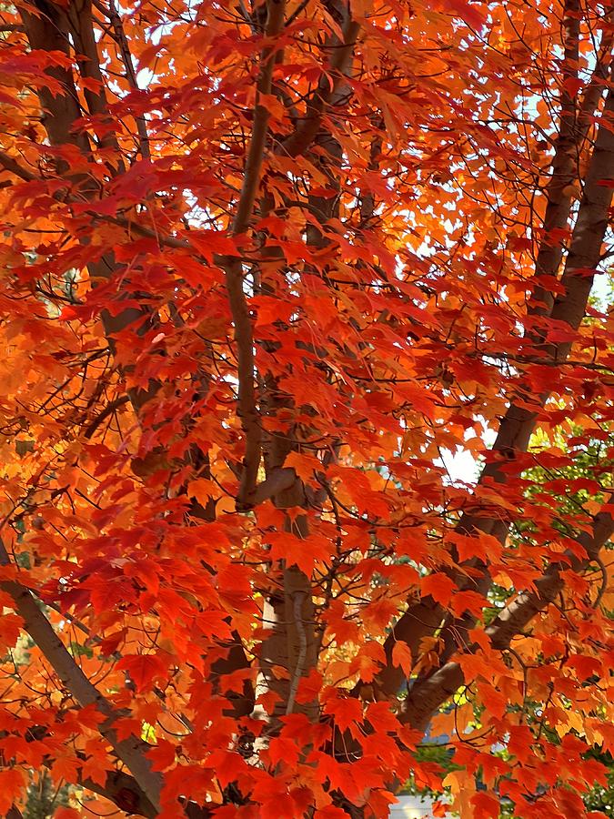 Red Autumn  Photograph by Nancy Merkle