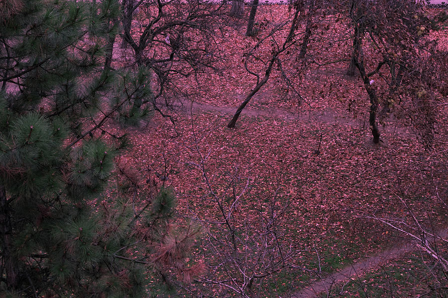 Fall Pyrography - Red Autumn. by Oleg Begunenco