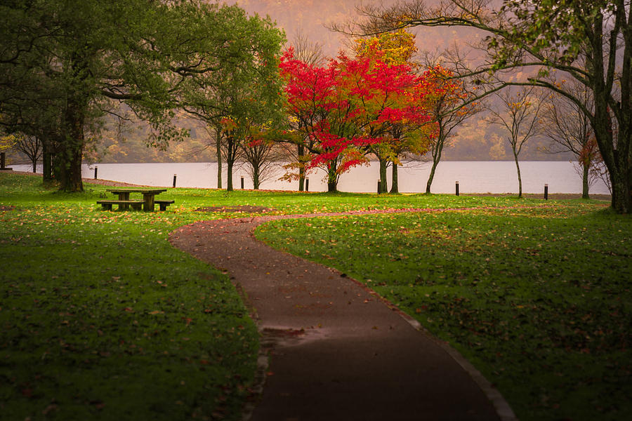 Red autumn tree among green tree in the park Photograph by Theerawat Kaiphanlert