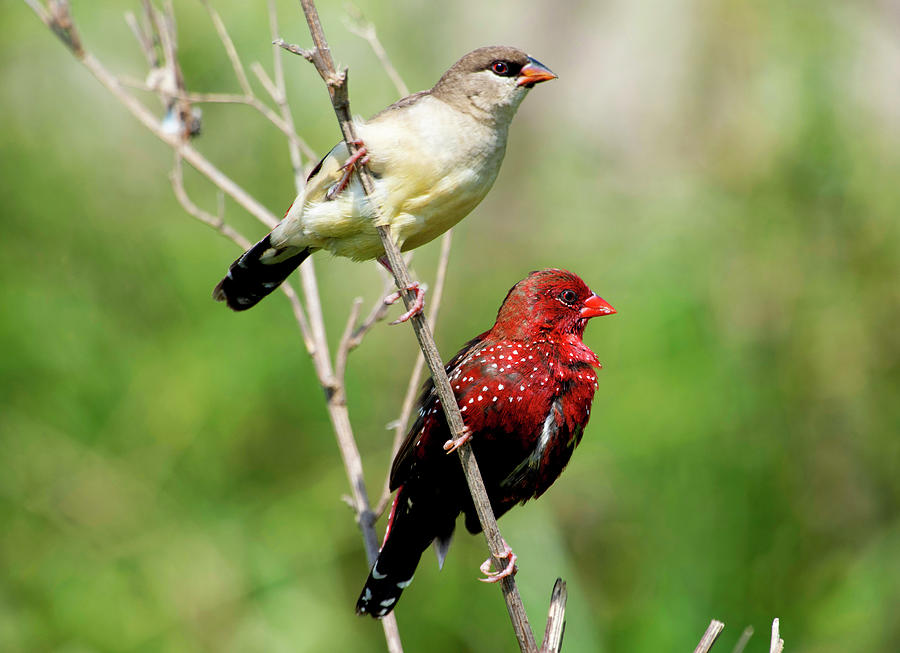 Red Avadavat, Amandava amandava, Bhigwan, Photograph by Yogesh ...