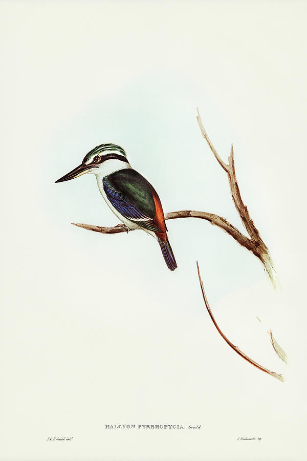 John Gould Drawing - Red-backed Halcyon, Halcyon pyrrhopygia by John Gould
