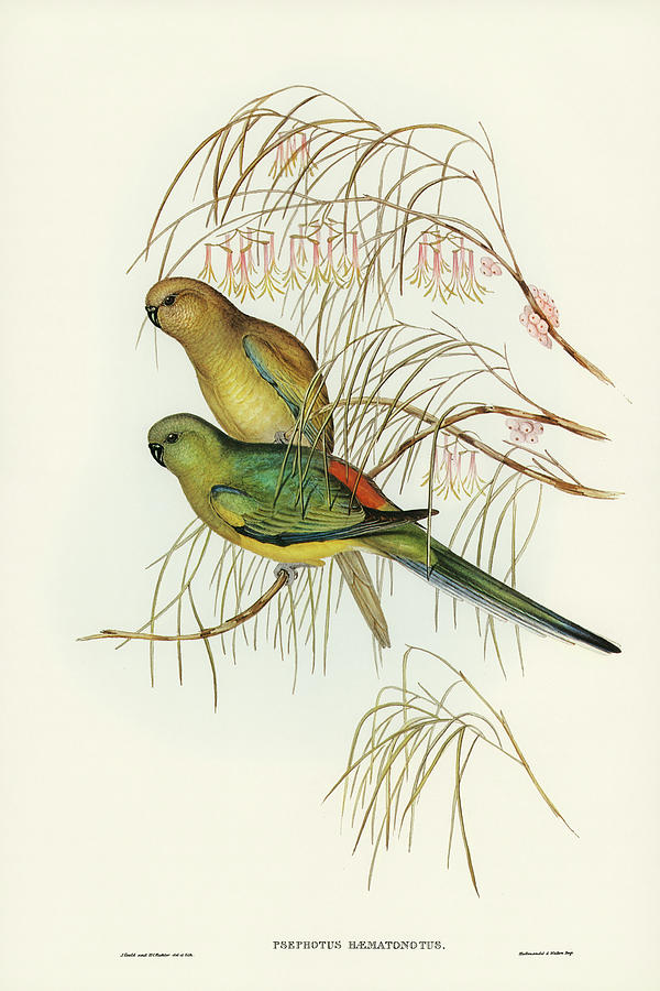 John Gould Drawing - Red-backed Parakeet, Psephotus haematonotus by John Gould