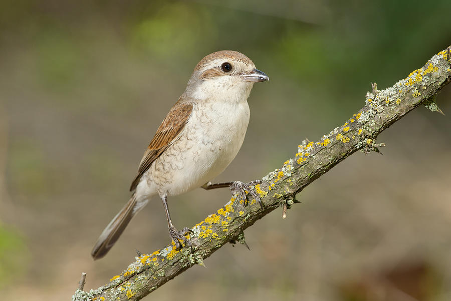 red-backed shrike (Lanius collurio) adult female Photograph by Ornitolog