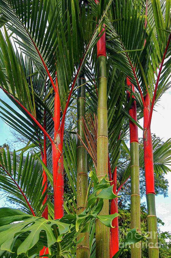 Arenal Volcano Region Red Bamboo Photograph by Bob Phillips