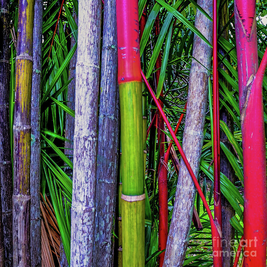 Tree Photograph - Red Bamboo  by D Davila
