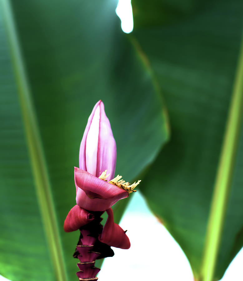 Pink Banana Flower Photograph by Flees Photos