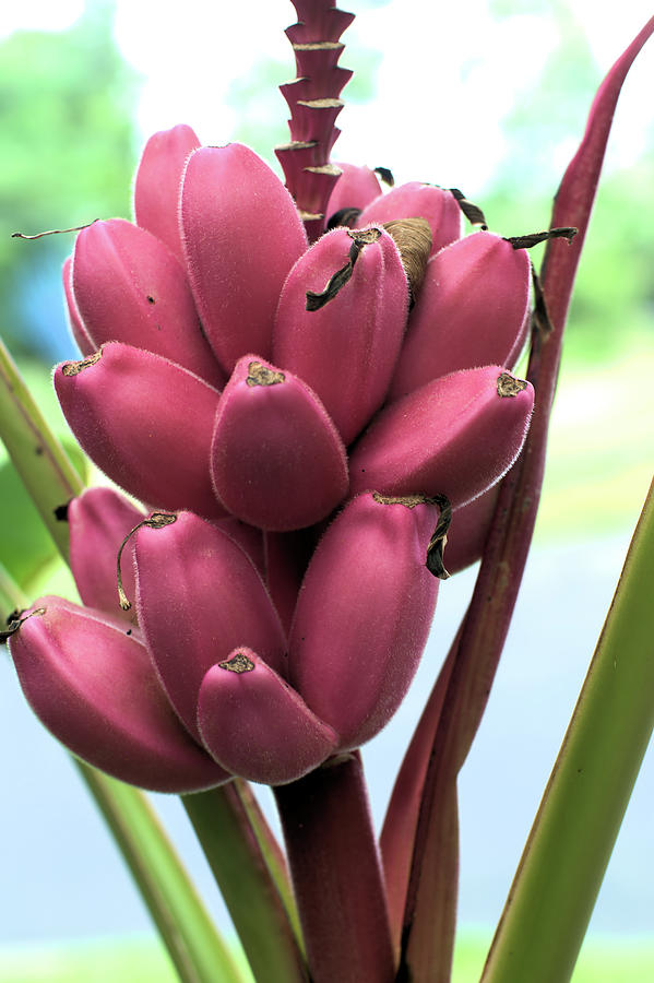 Flower Photograph - Pink Bananas by Flees Photos