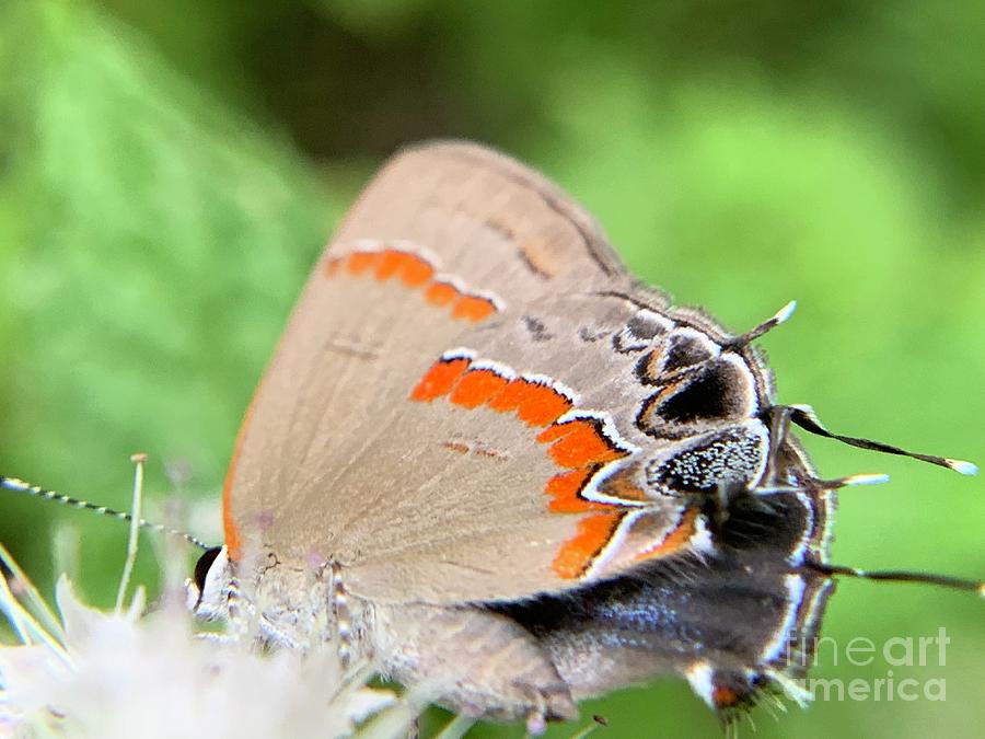Red-banded hairstreak Photograph by Catherine Wilson