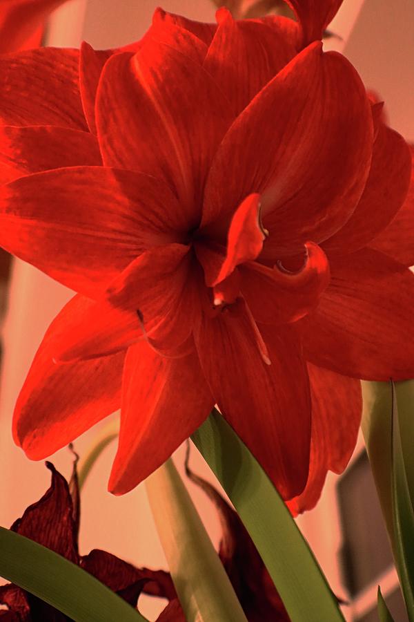 Flower Photograph - Red Barbados Lily by Christopher James