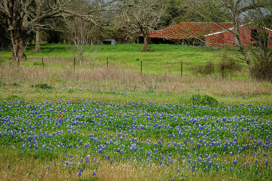 Red Barn and Bluebonnets Photograph by Johnny Boyd