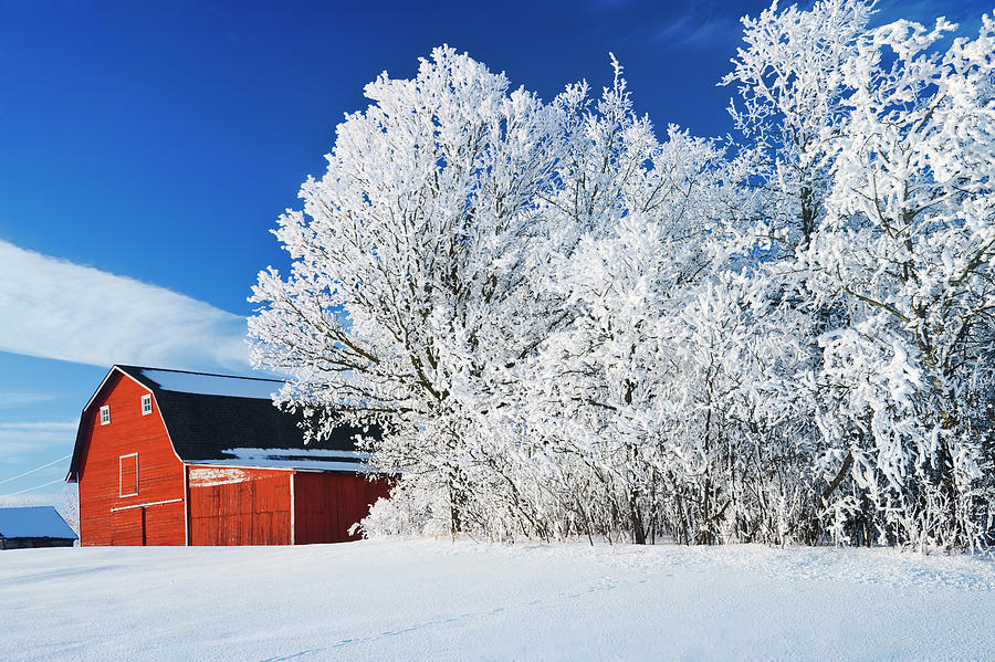 Red Barn and Trees Coated with Hoarfrost Photograph by Dave Reede