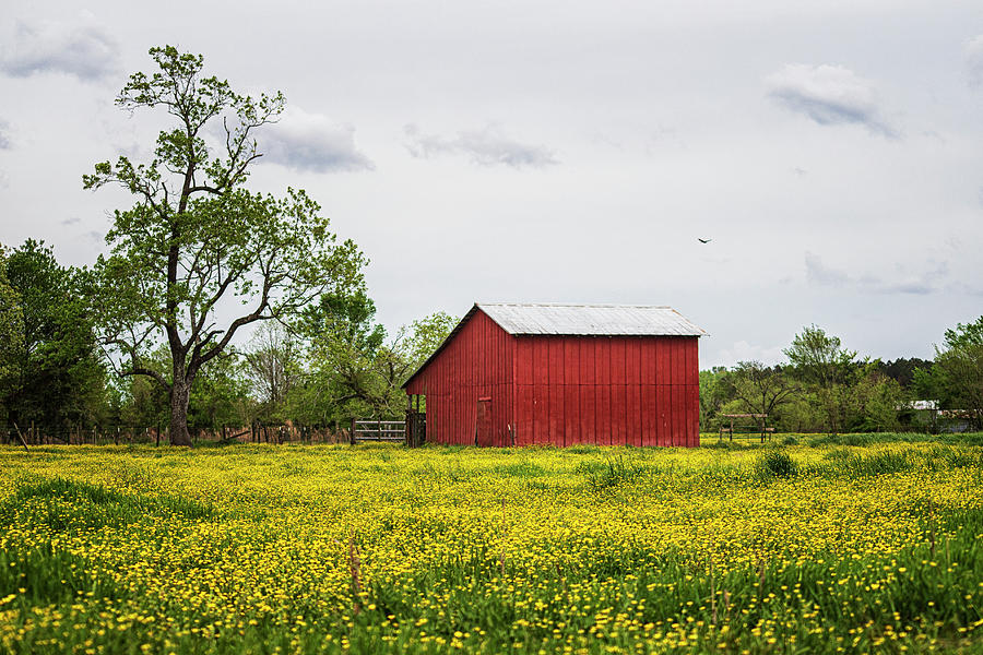 Red Barn in a Field of Yellow Flowers Photograph by Bob Decker