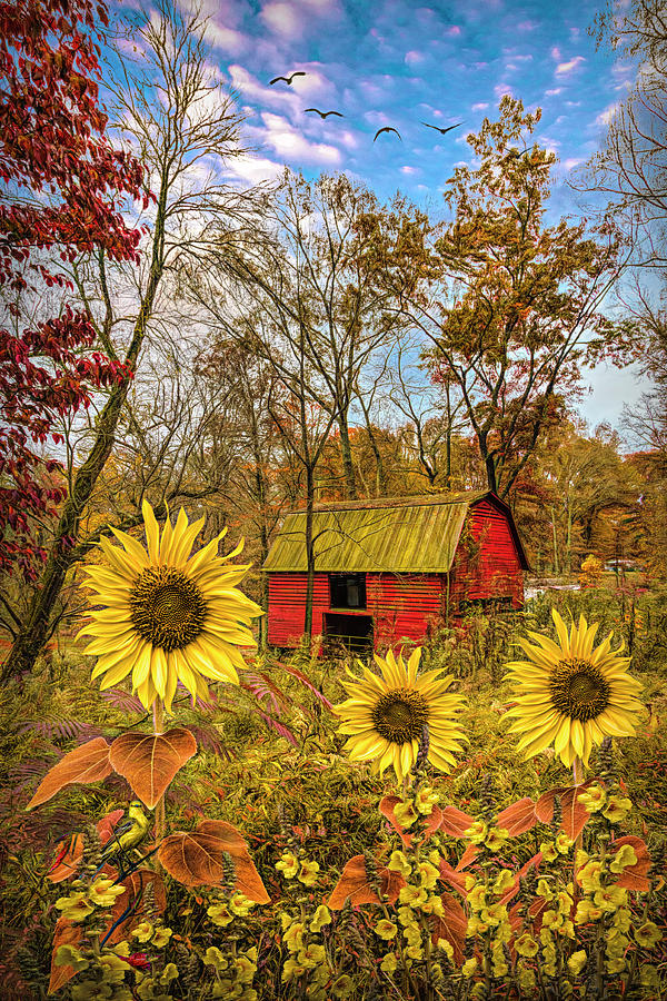 Red Barn in Autumn Sunflowers Photograph by Debra and Dave Vanderlaan