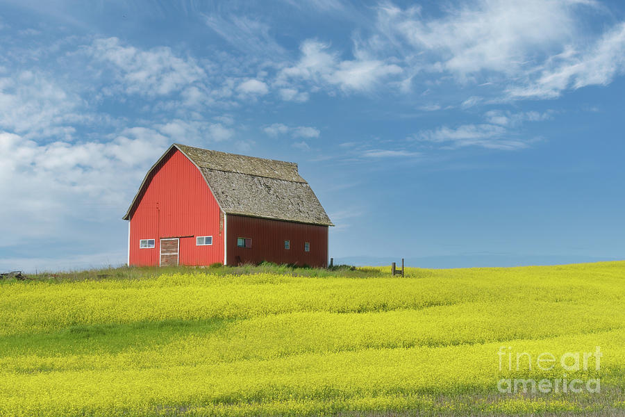 Red Barn In Mustard Field Photograph