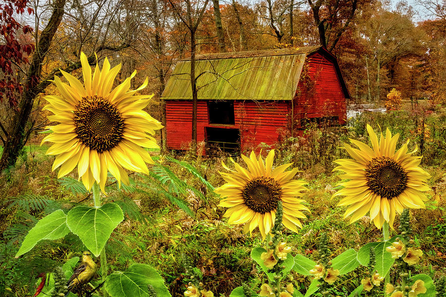 Red Barn in Sunflowers II Photograph by Debra and Dave Vanderlaan