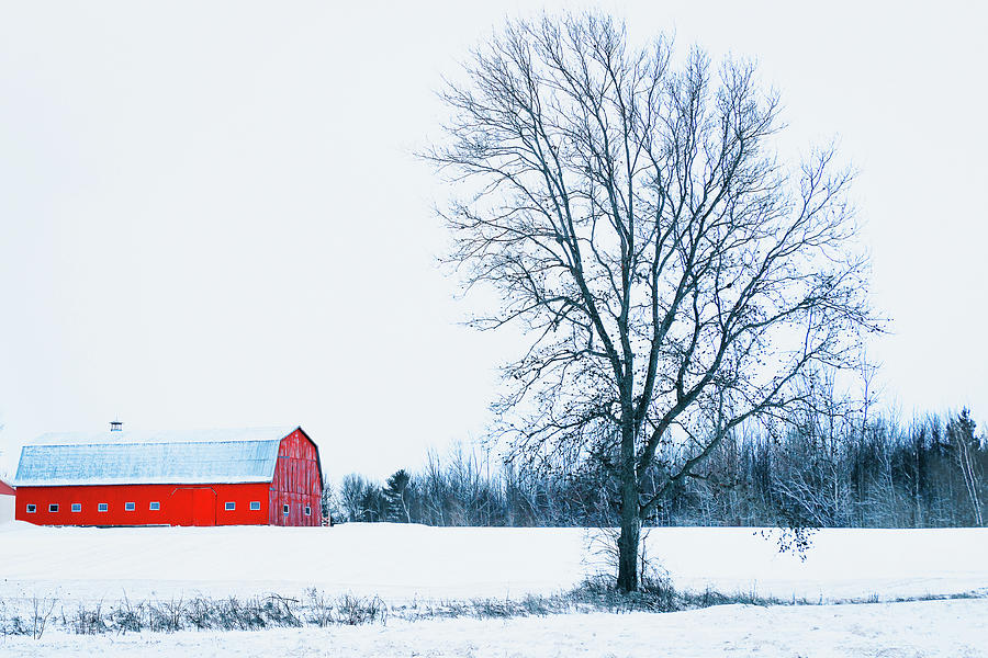 Red barn in Winter, land with a tree Photograph by Cristina Stefan