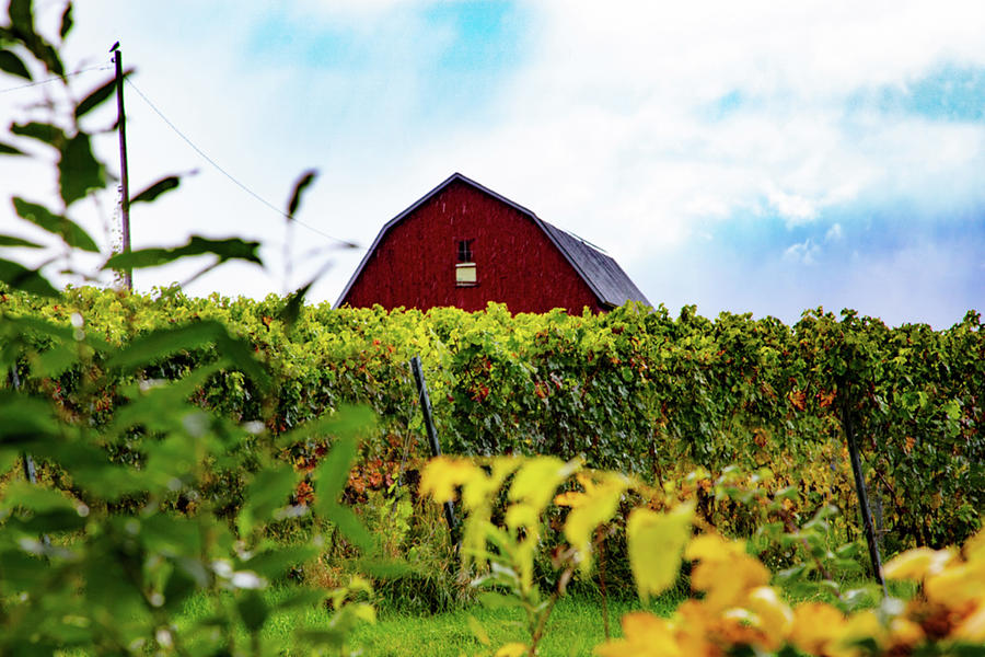 Red barn peaking over hops in northern Michigan Photograph by Eldon McGraw