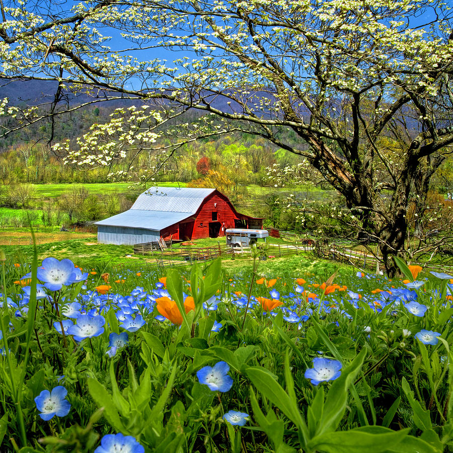 Red Barn Under the Dogwoods and Wildflowers Photograph by Debra and Dave Vanderlaan