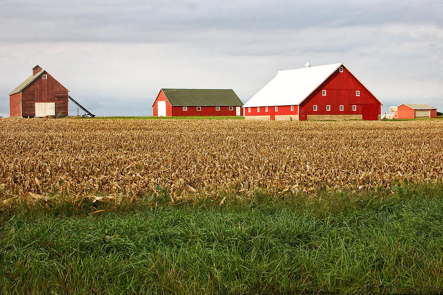 Red Barns on a Farm Photograph by Wallyhooker