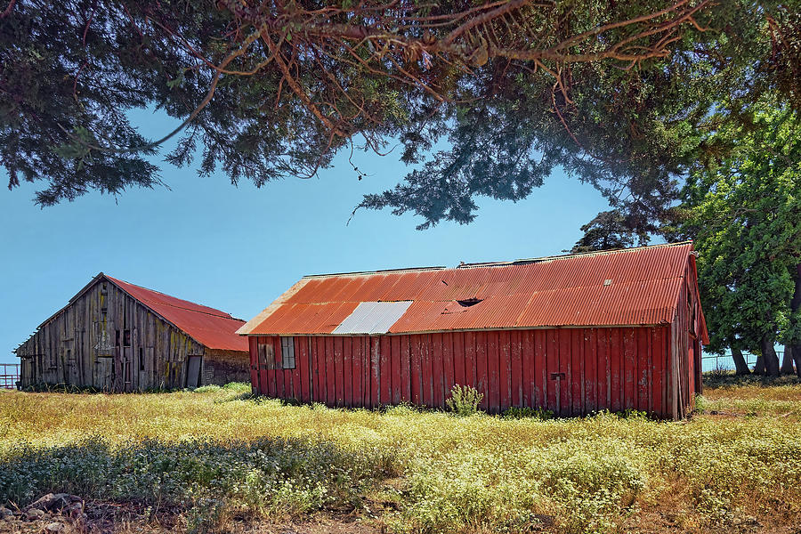 Red Barns through the Trees Photograph by Nikolyn McDonald