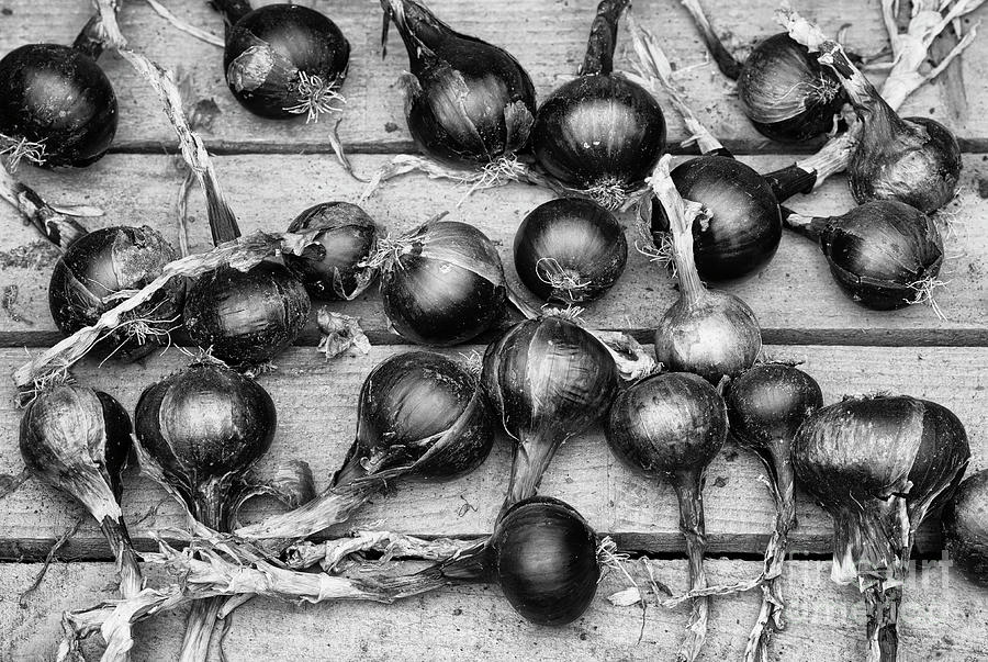 Red Baron Onions Monochrome Photograph by Tim Gainey