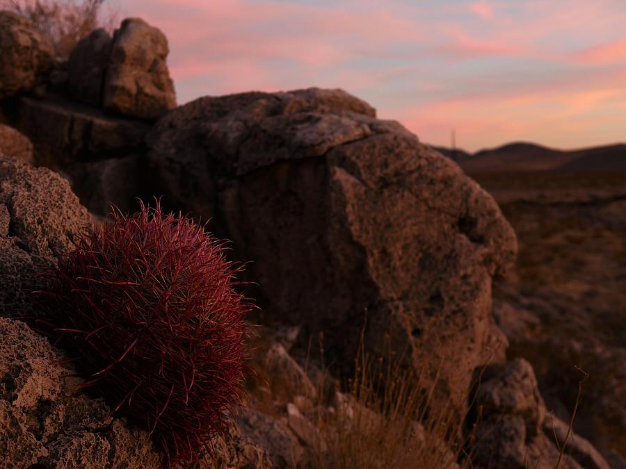 Red Barrel Cacti At Sunset Photograph by John Vail