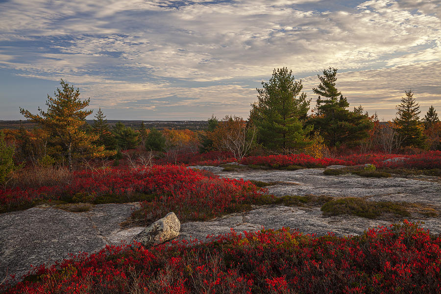 Red Barrens At Blue Mountain Top Photograph by Irwin Barrett