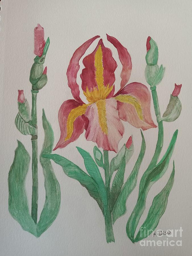 Red Bearded Iris Painting by Maria Urso