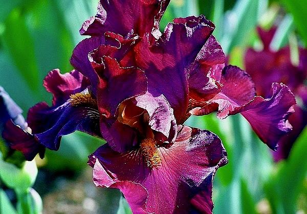 Iris Photograph - Red Bearded Iris Photograph by Kimberly Walker