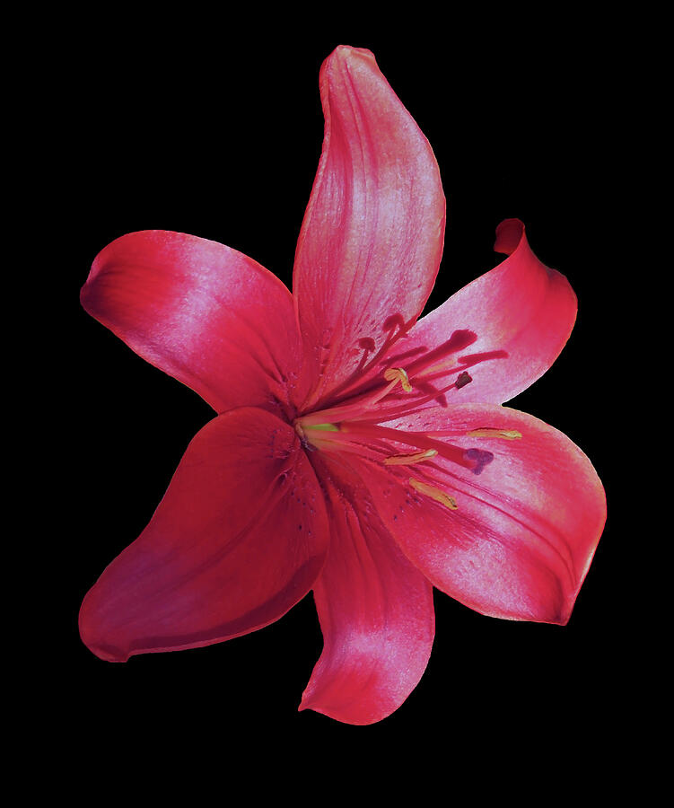 Lily Photograph - Red Beauty by Johanna Hurmerinta