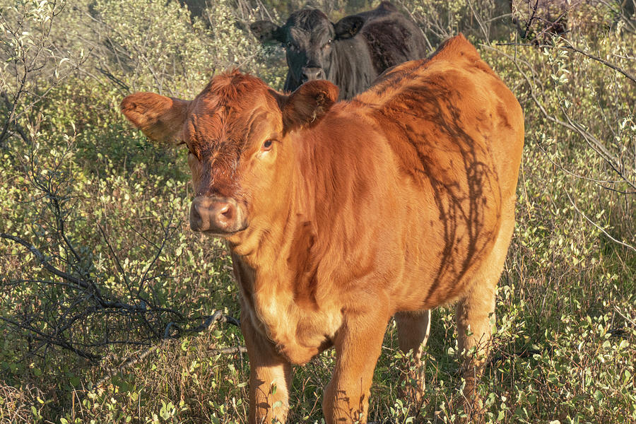Red Photograph - Red Beef Calf by Karen Rispin