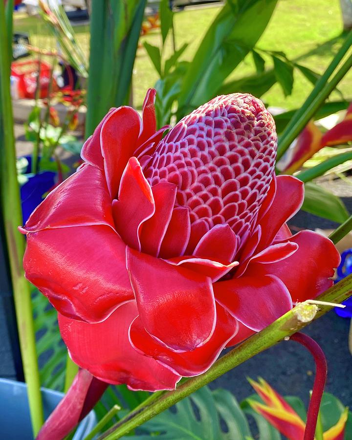 Red Beehive Ginger at Farmers Market Photograph by Jeannie Kong-Evarts ...