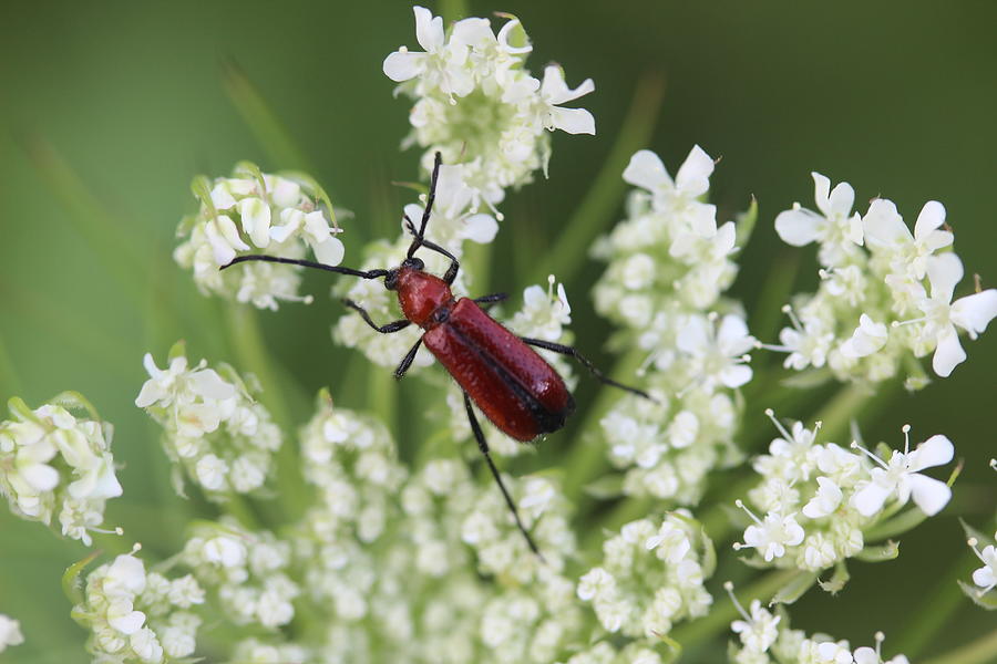 Red Beetle Photograph by Callen Harty